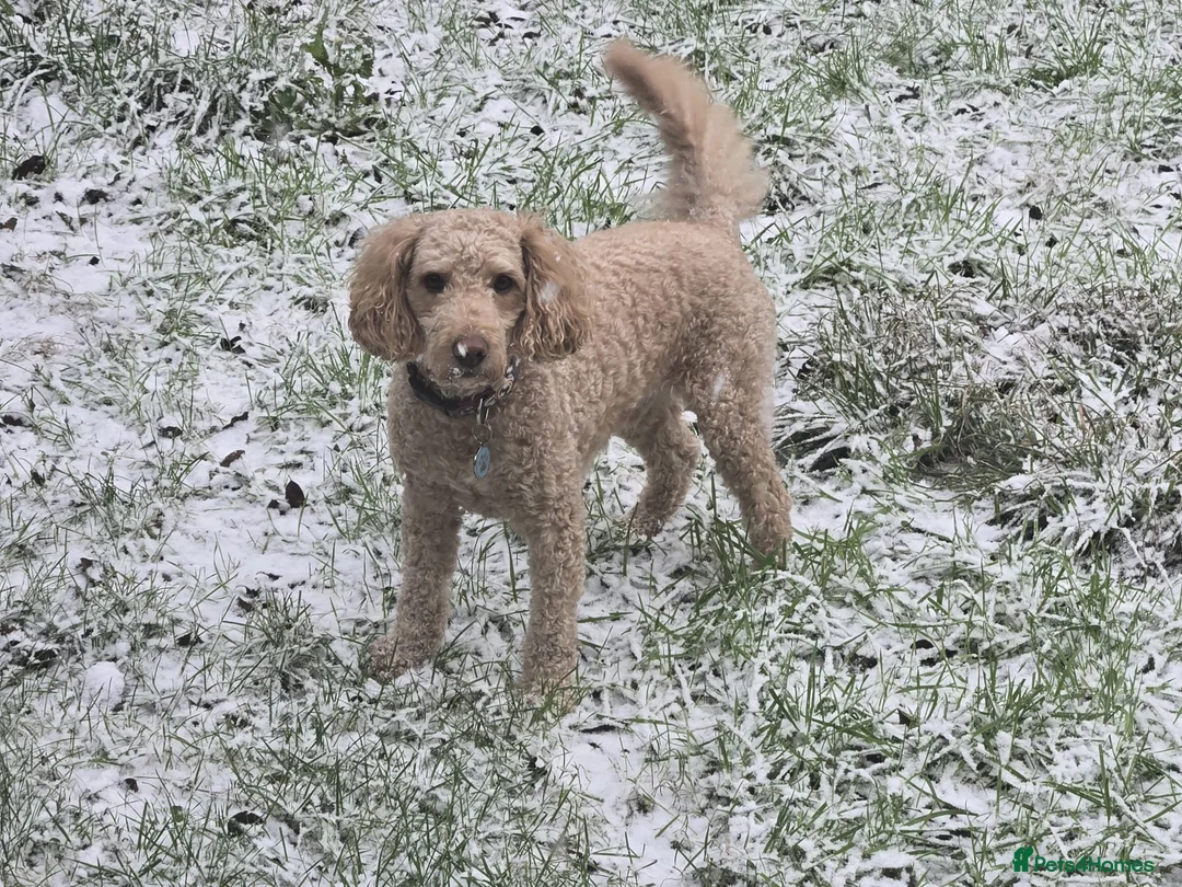 Cockapoo dogs for stud: F2 Cockapoo for stud - Advert 1