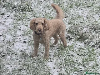 Cockapoo dogs F2 Cockapoo for stud - Advert 6