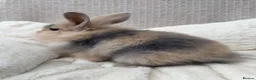 Mini Lop rabbits for sale: Mini lops Ready to go!  in Canterbury - Advert 34