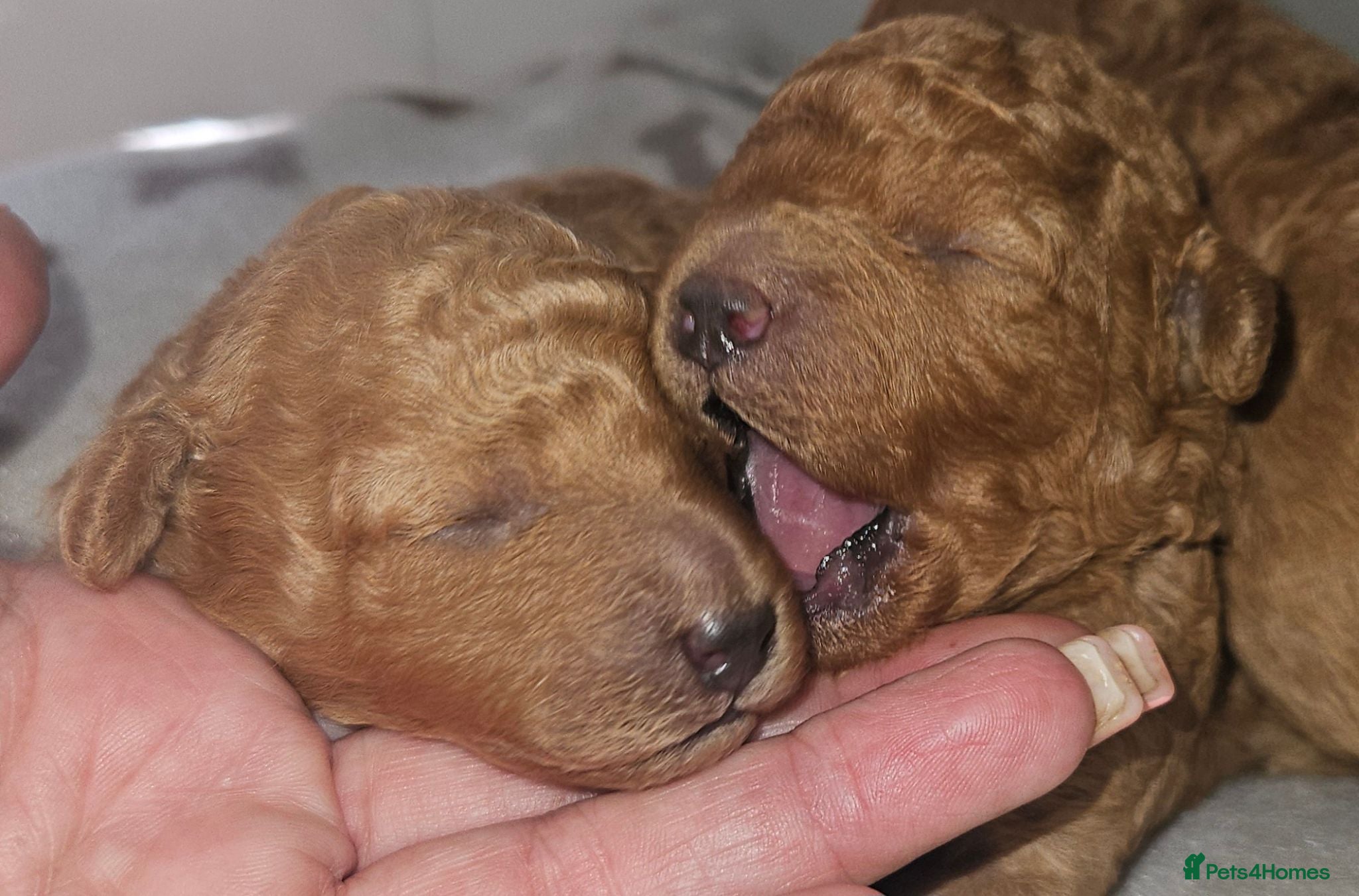 Toy Poodle dogs Licensed breeder, kc dna clear tiny toy poodles - Advert 1