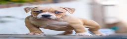 American Bully dogs for sale: American Pocket Bully’s  - Advert 34