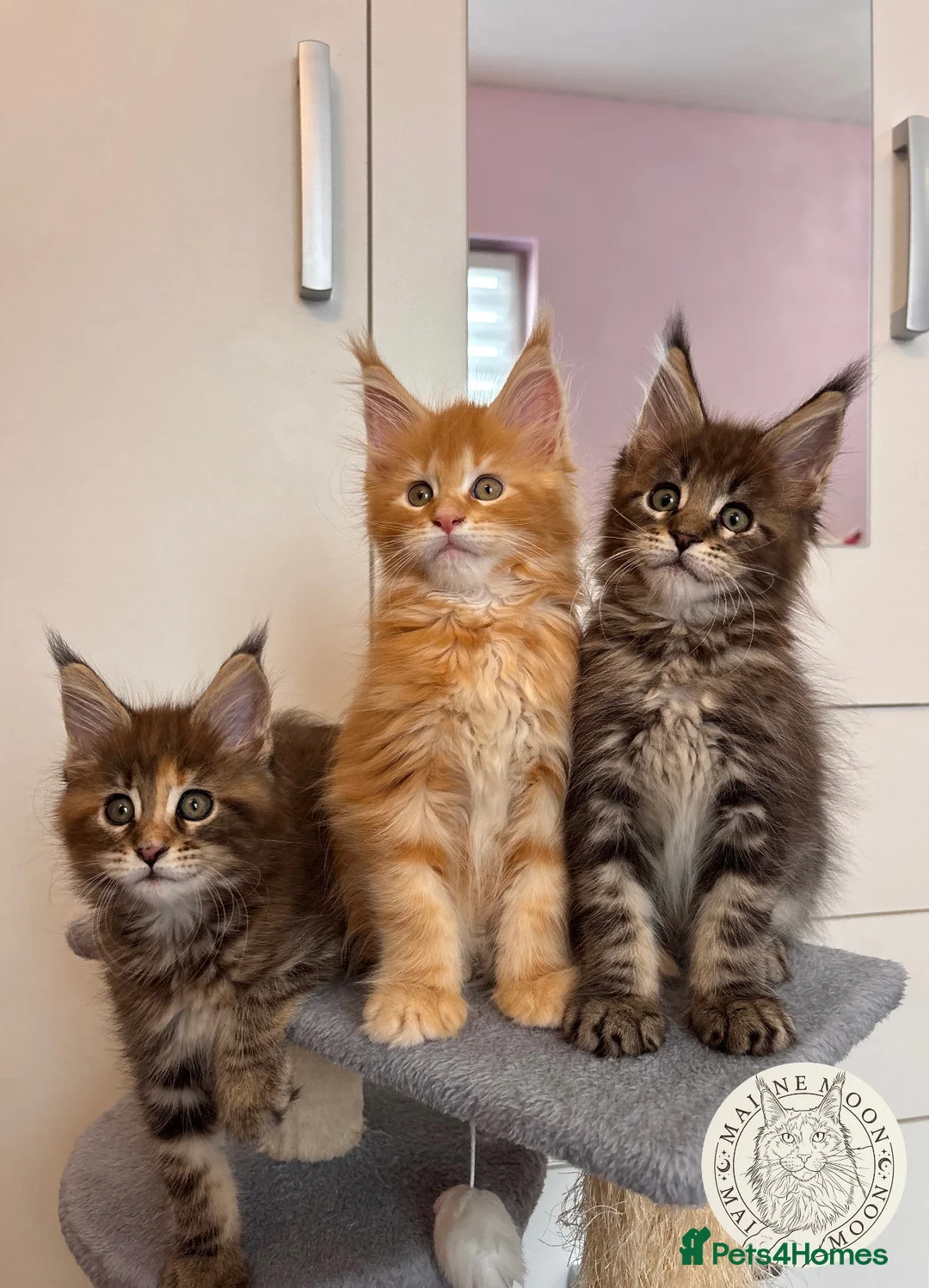 Maine Coon cats for sale: ✨5 Gorgouse GCCF Pure bred MaineCoon Kittens.  - Advert 2