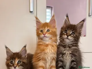 Maine Coon cats ✨GCCF Pure bred MaineCoon Kittens. - Advert 14