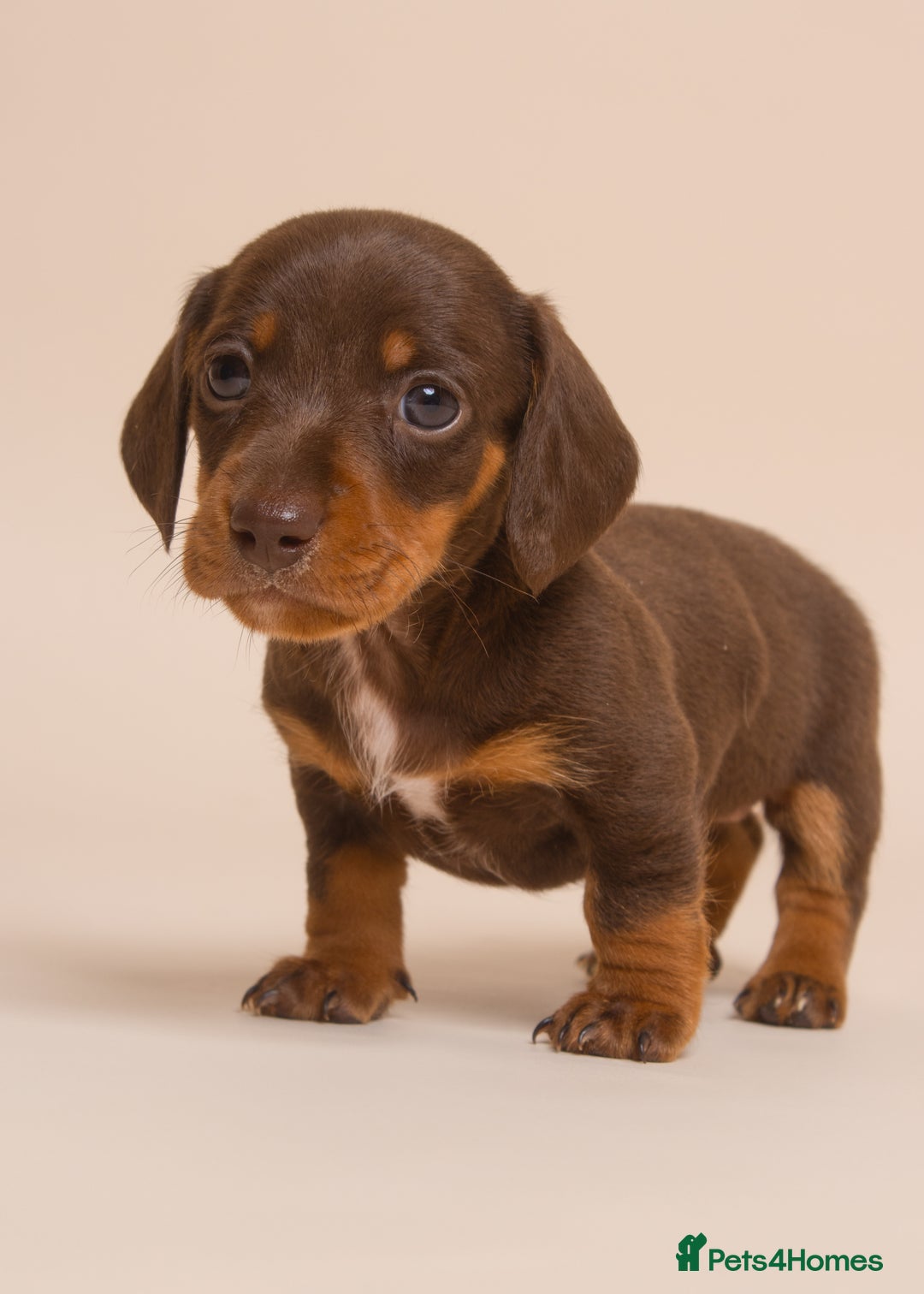 Miniature Dachshund dogs for sale: True Miniature Dachshund Puppies - Advert 5