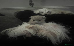 Scottish Fold cats for sale: Scottish fold kittens for sale  - Image 5
