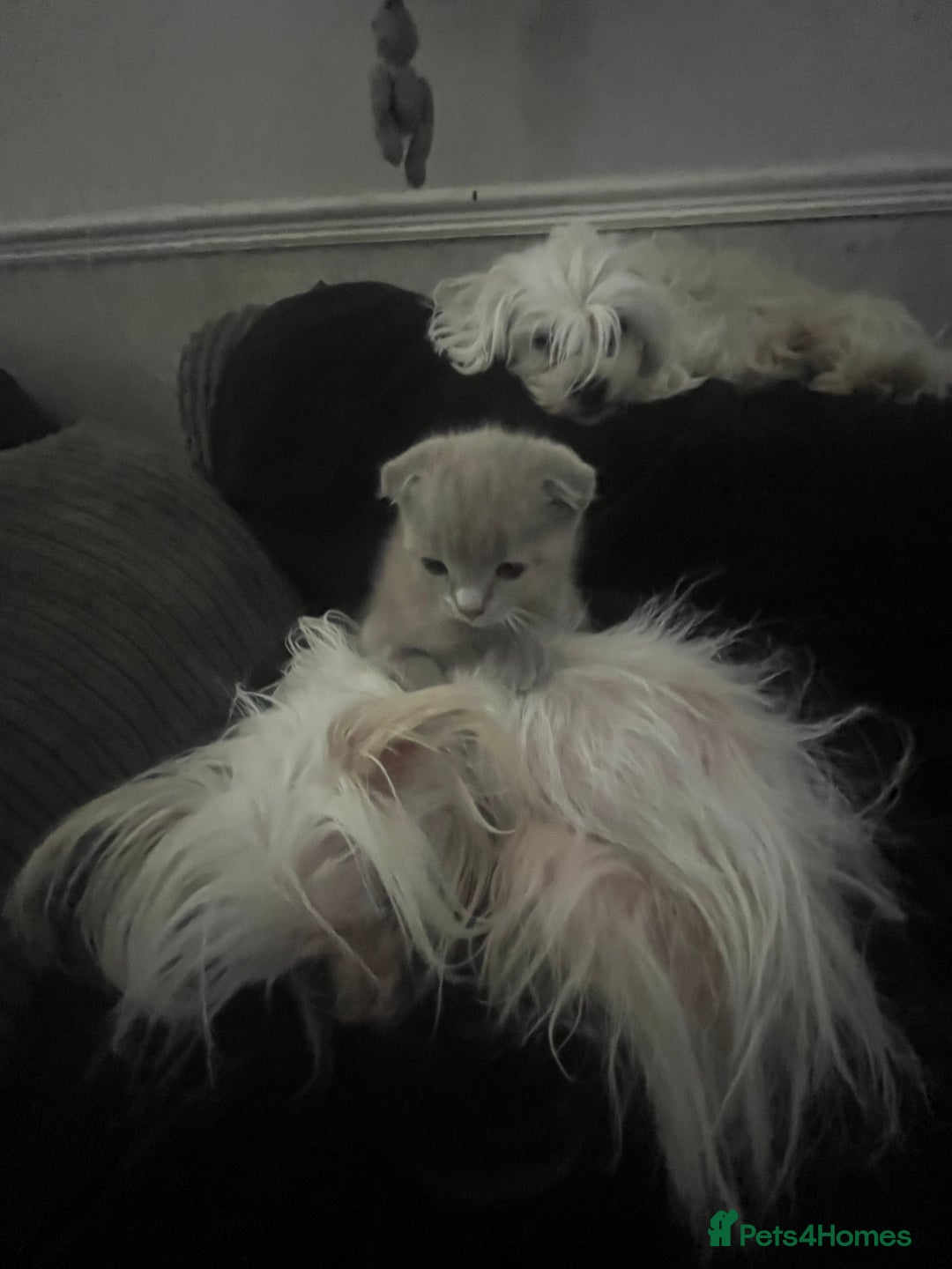 Scottish Fold cats for sale: Scottish fold kittens for sale  - Image 5