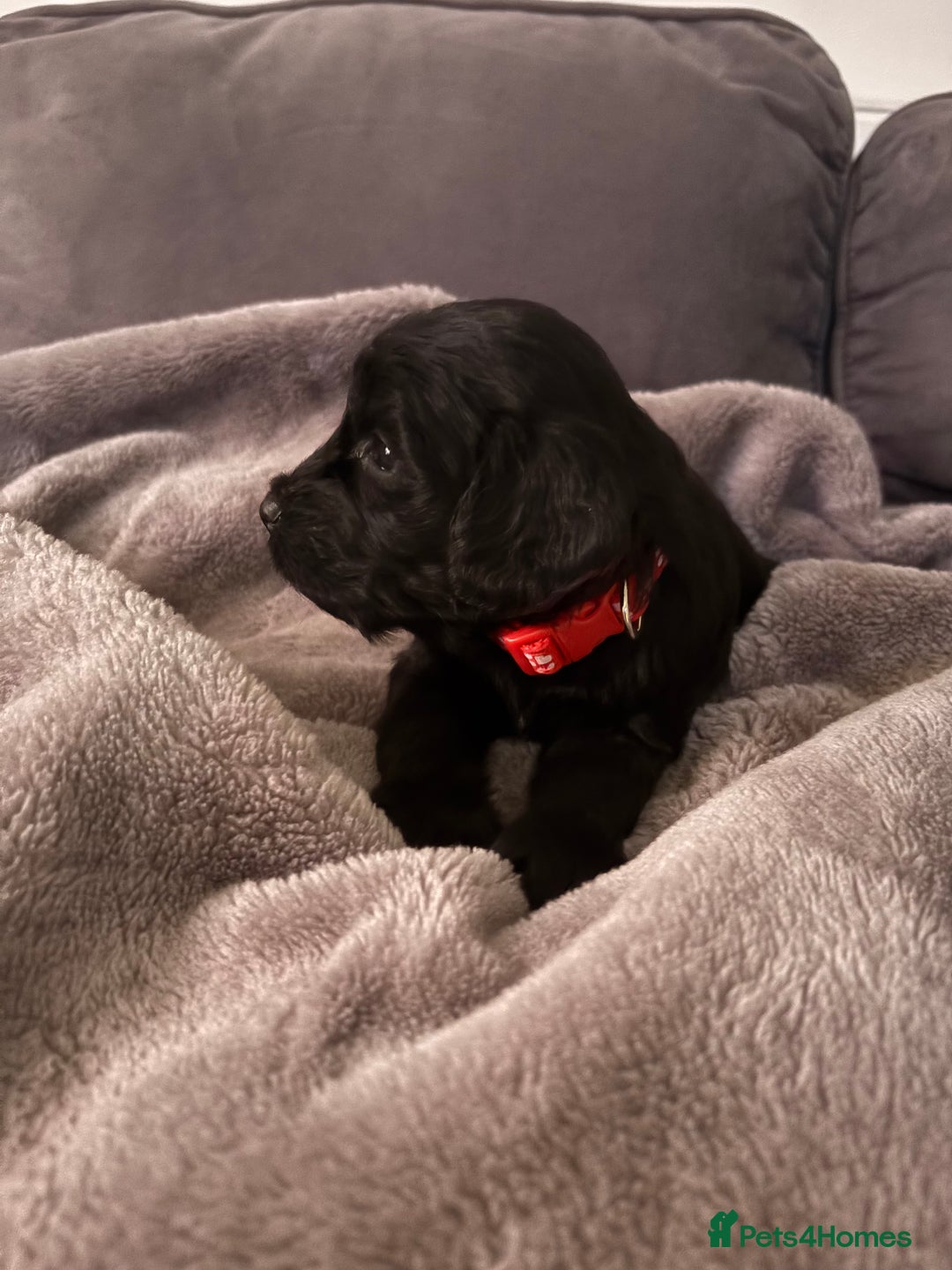 Cockapoo dogs for sale: Cockerpoo - Advert 2