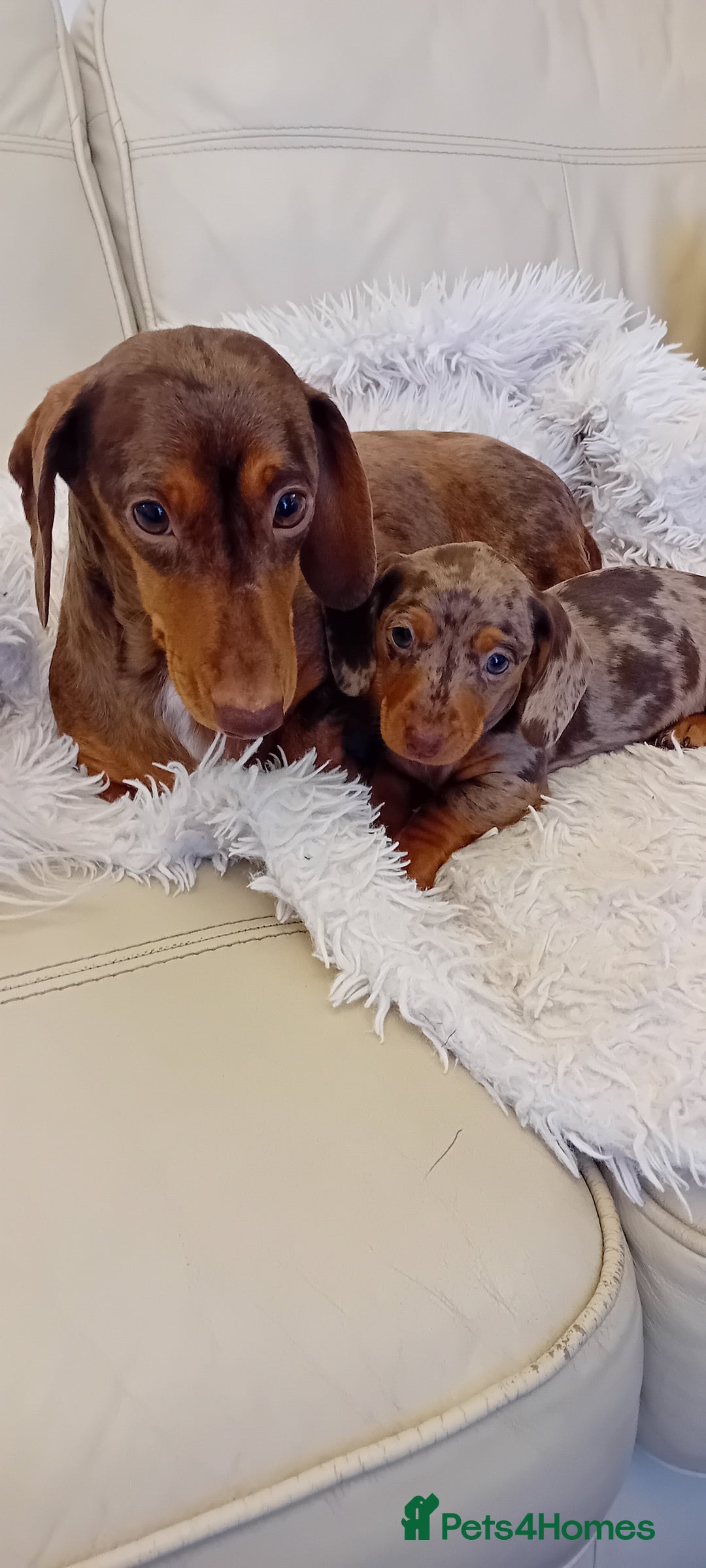 Miniature Dachshund dogs for sale: Boy dapple - Advert 6