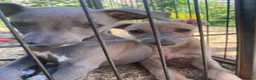 Whippet dogs for sale: Two Beautiful Whippet girls remaining  - Advert 25