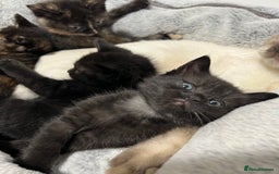 Ragdoll cats for sale: URGENT Ragdoll kittens x4 ready this week - Image 9