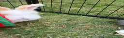 Angora rabbits for sale: Full Face English Angoras - Advert 40