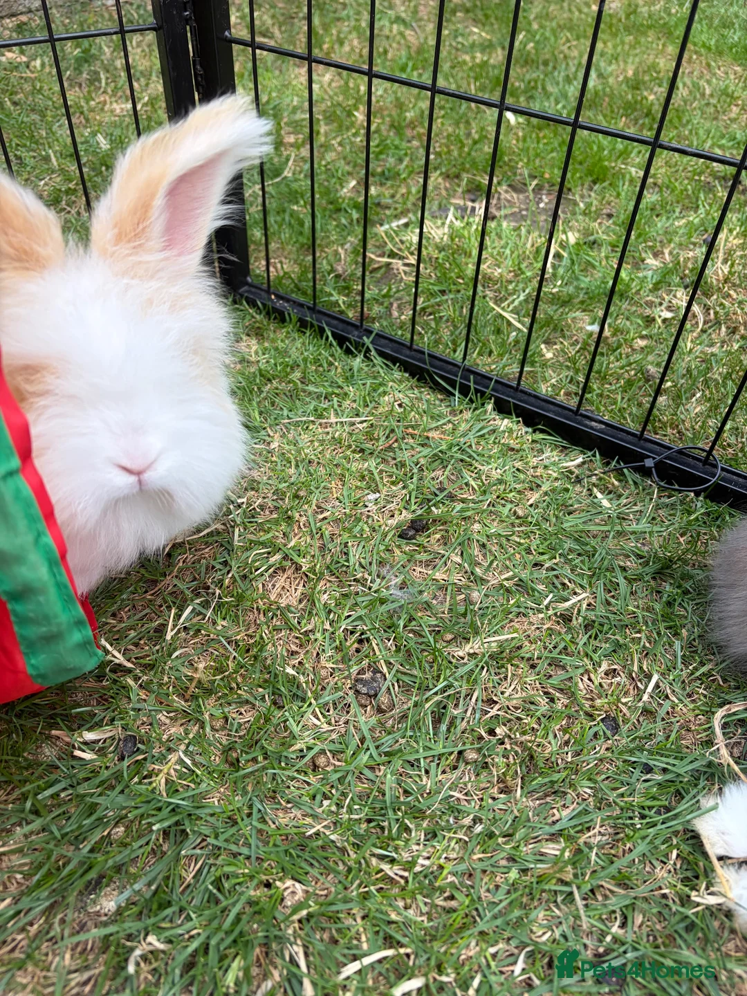 Angora rabbits for sale: Full Face English Angoras - Advert 40