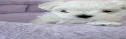 Maltese dogs for sale: ❤️Gorgeous Korean baby girl ❤️ - Advert 33