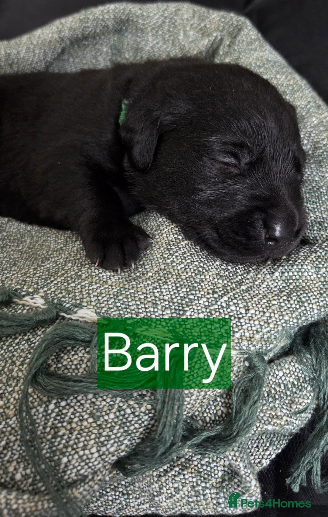Labrador Retriever dogs for sale: Black Labrador Retriever Puppies – KC Registered - Advert 14