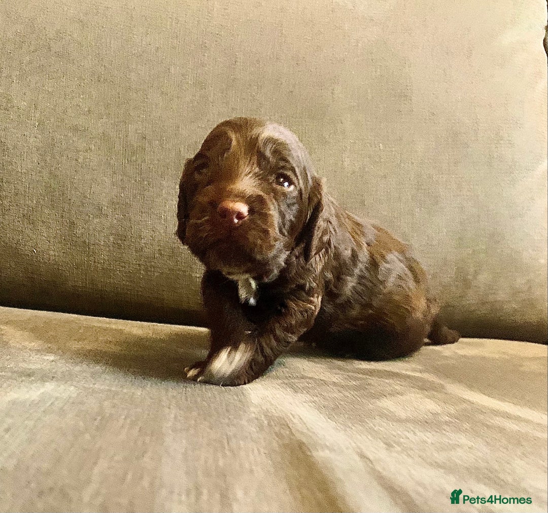 Cockapoo dogs for sale: Cockapoo F1b - Advert 29