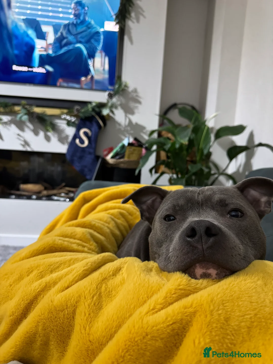 Staffordshire Bull Terrier dogs for sale: Monty 2 years old beautiful dog - Advert 5