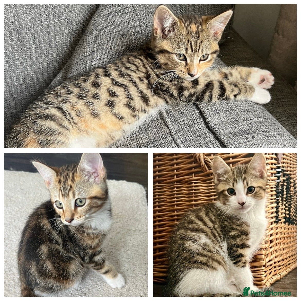 Mixed Breed cats 3 Left - Mixed Breed Pedigree Cross Kittens M/F - Advert 1