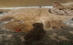 British Shorthair cats for sale: Registered British shorthair kittens  - Image 5