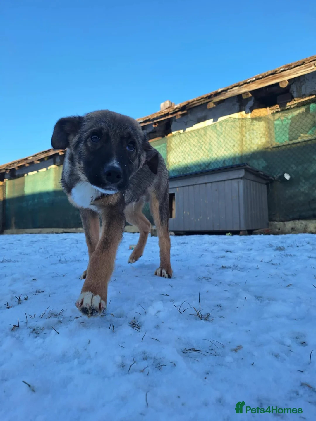 Mixed Breed dogs for adoption: Colby for adoption - Advert 2