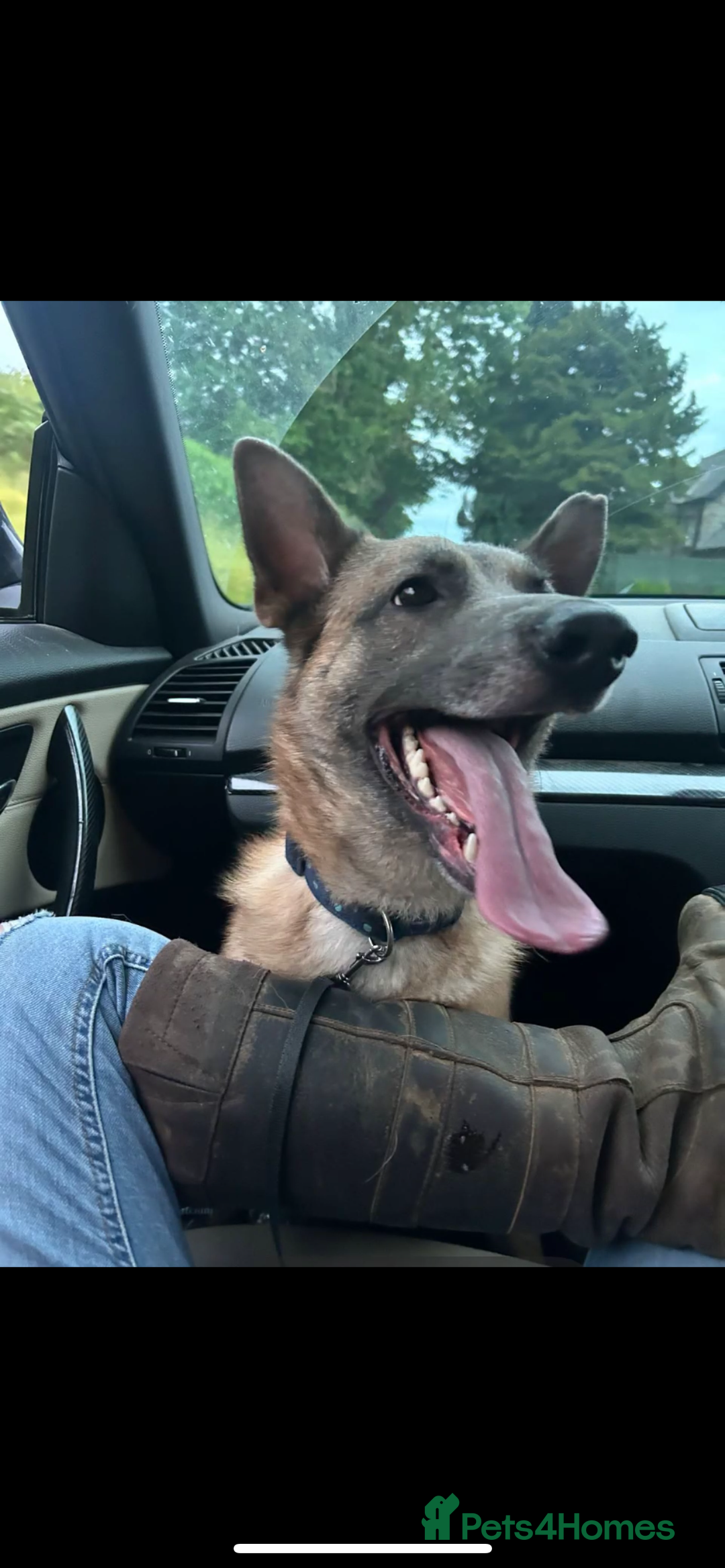 Mixed Breed dogs for sale: Belgian shepherd  - Image 1