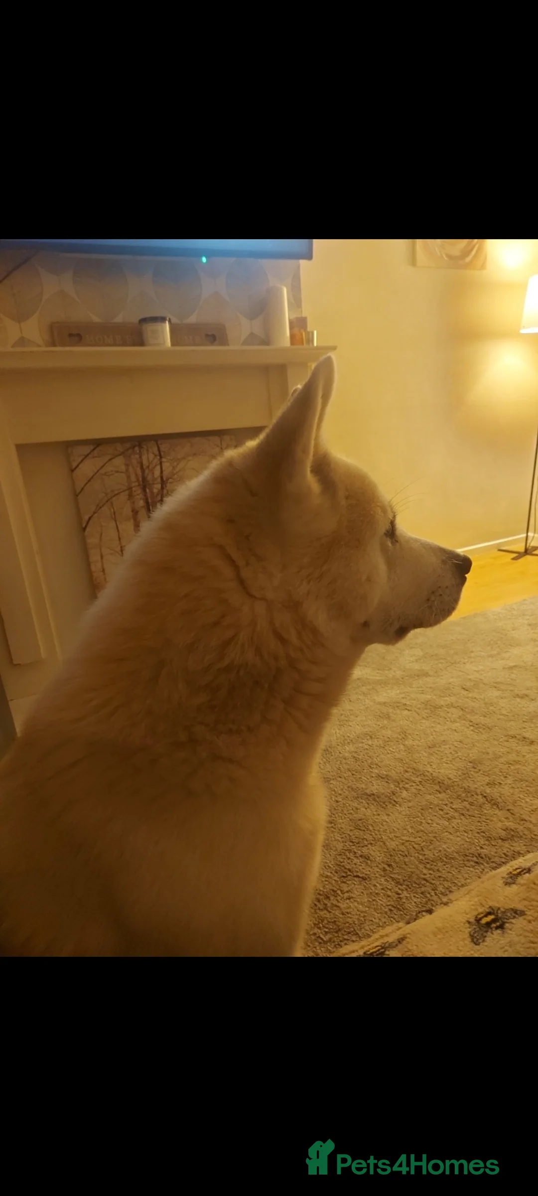 Akita dogs for sale: American Akita Pups in Hengoed - Advert 9
