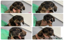 Miniature Dachshund dogs for sale: Wirehaired dachshund puppies - Image 2