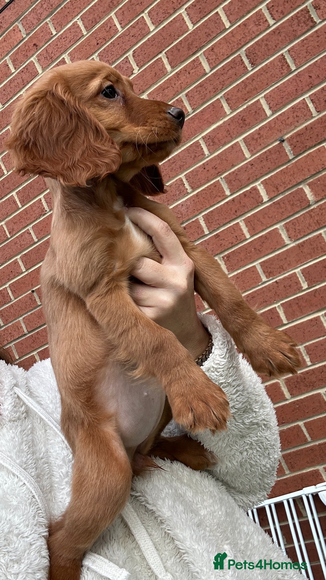 Cocker Spaniel dogs for sale: ‼️REDUCED‼️KC registered Red Cocker Spaniel Pups  - Image 7