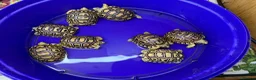 Tortoise reptiles for sale: Leopard Tortoises- babies - Advert 16