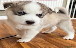 Siberian Husky dogs for sale: SIBERIAN HUSKY  - Image 8