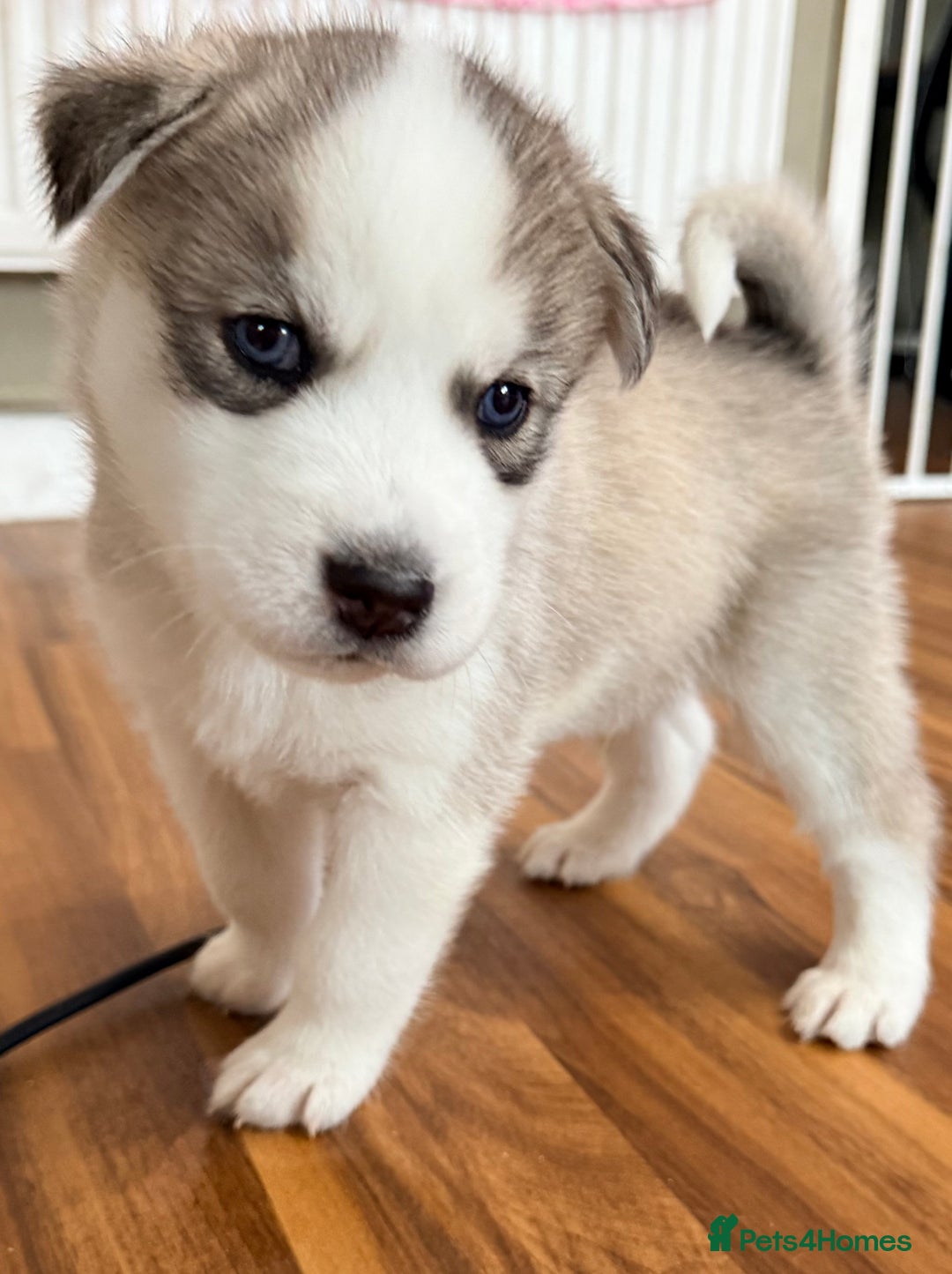 Siberian Husky dogs for sale: SIBERIAN HUSKY  - Image 8