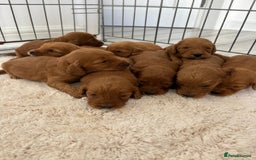 Cockapoo dogs for sale: Cockerpoo Puppies  - Image 3