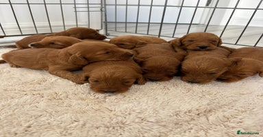 Cockapoo dogs - Advert 4