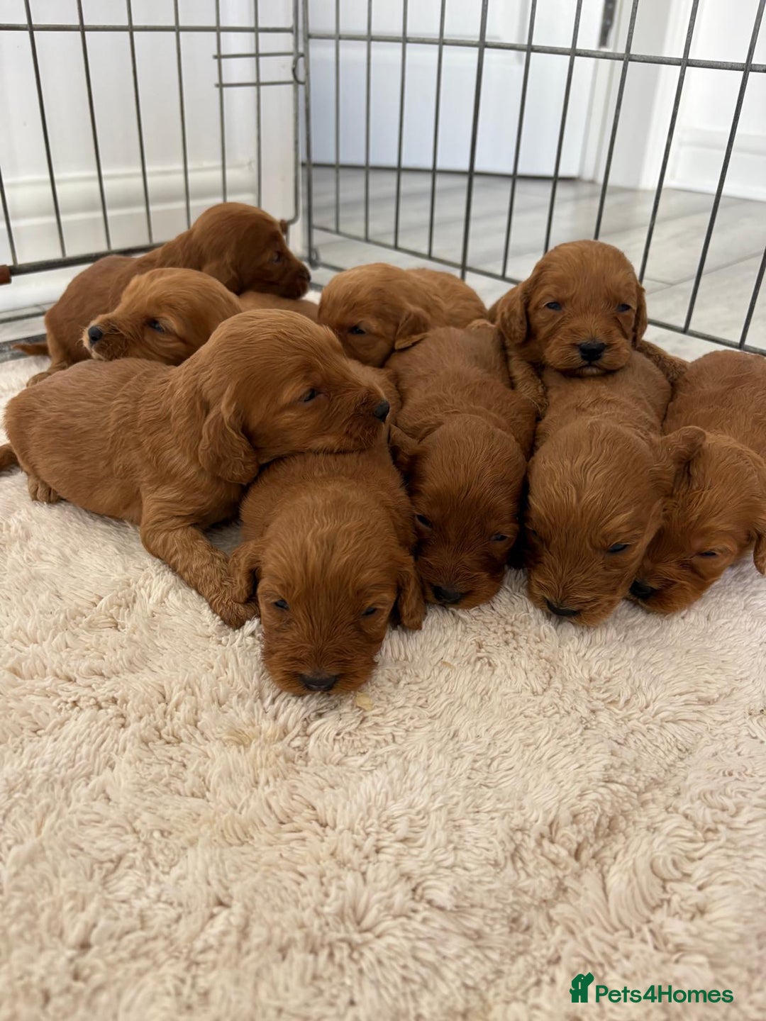 Cockapoo dogs for sale: Cockerpoo Puppies  - Image 3