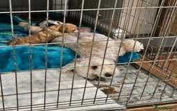 Cockapoo dogs for sale:  7 week old Cockapoos 2 girls ( both sold)  1 boy  - Image 23