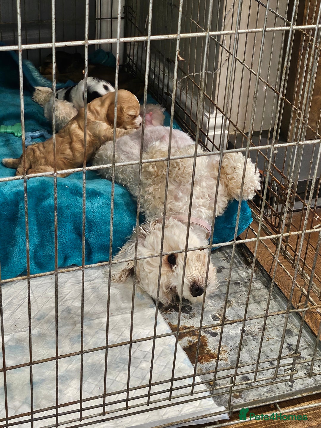 Cockapoo dogs for sale:  7 week old Cockapoos 2 girls ( both sold)  1 boy  - Image 23