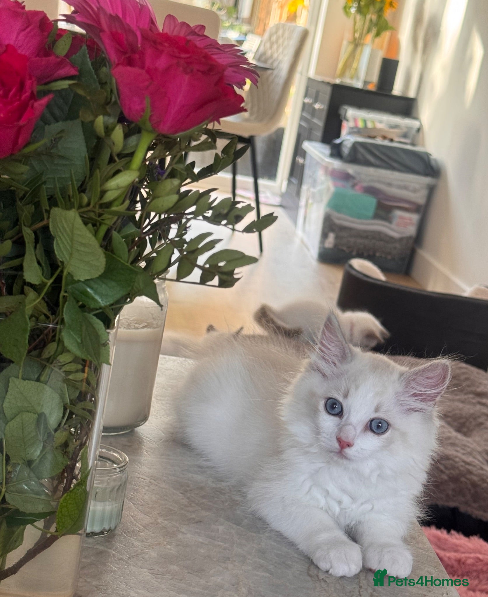 Ragdoll cats High white blue/lilac Bi-Colour Ragdoll Kittens    - Advert 1