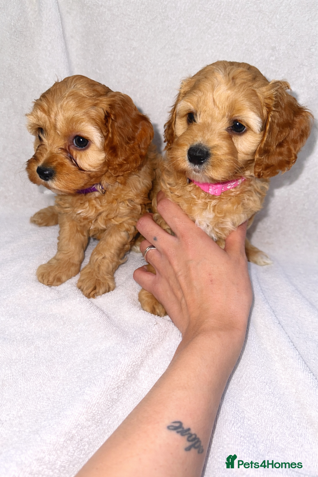 Cockapoo dogs  litter of F1B cockapoos- only girls left  - Advert 18