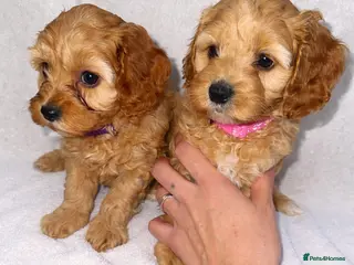 Cockapoo dogs litter of F1B cockapoos- only girls left - Advert 18