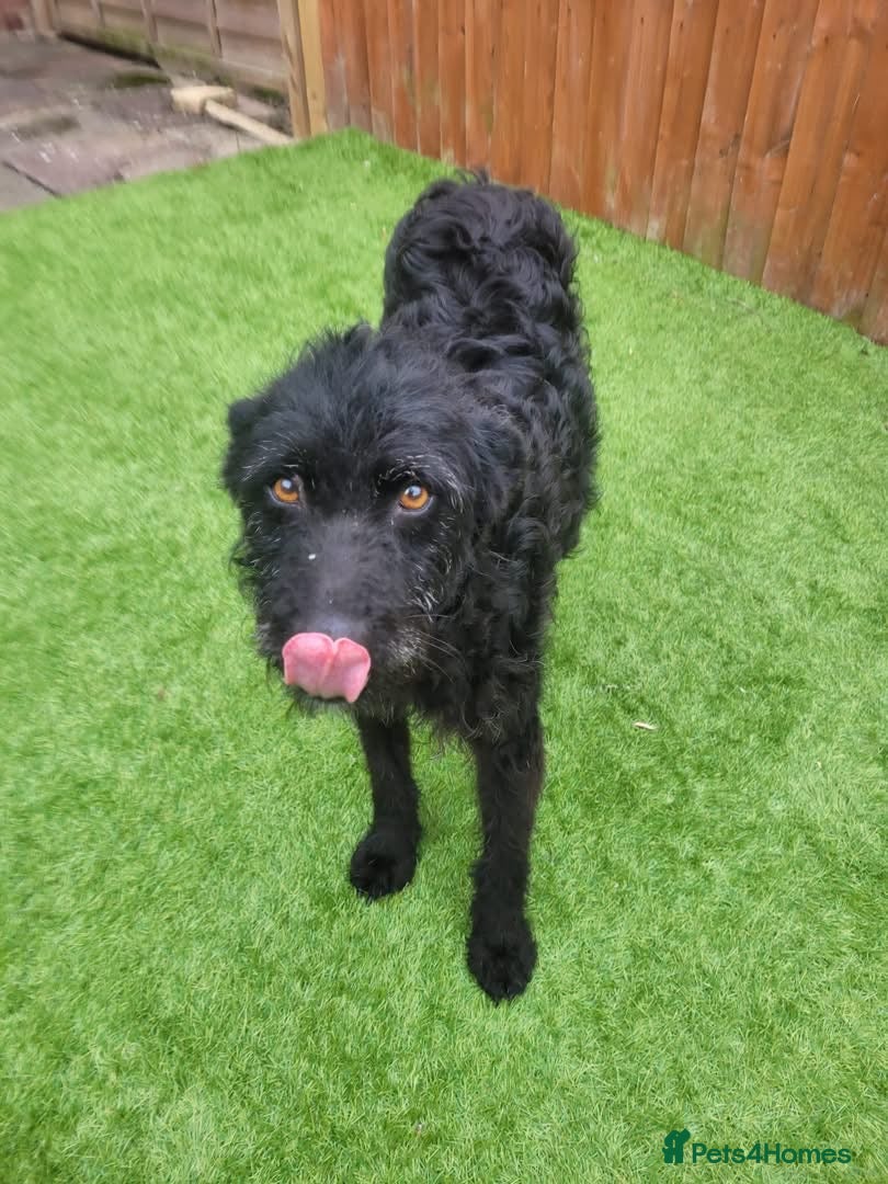 Mixed Breed dogs Sweet ZoE NEEDS LOVE - Advert 2