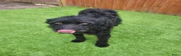 Mixed Breed dogs for adoption: Sweet ZoE NEEDS LOVE - Advert 1