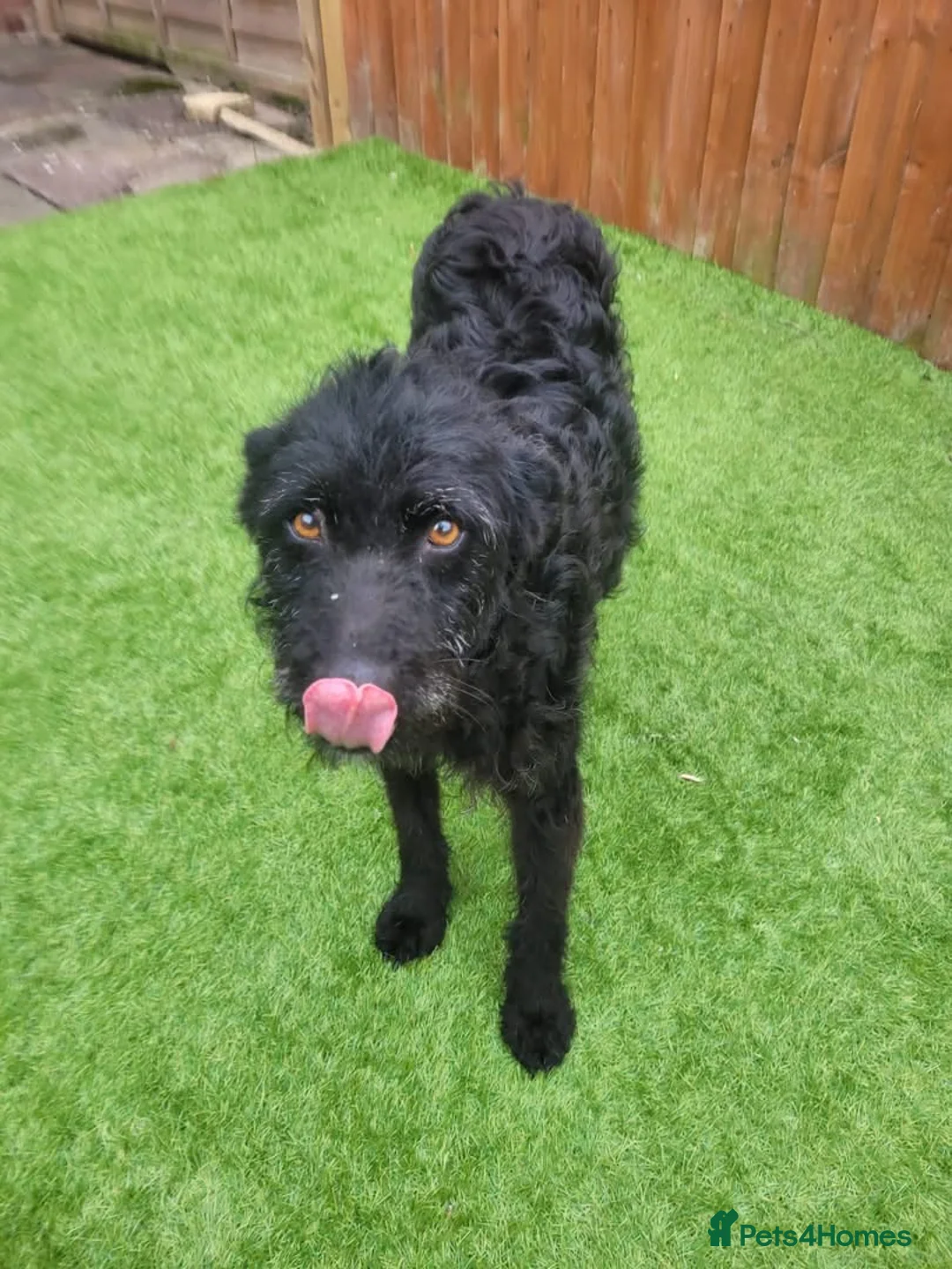 Mixed Breed dogs for adoption: Sweet ZoE NEEDS LOVE - Advert 1