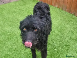 Mixed Breed dogs Sweet ZoE NEEDS LOVE - Advert 4
