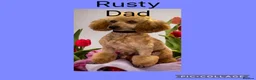 Cavapoo dogs for sale: F1 Cavapoo babies  - Advert 2