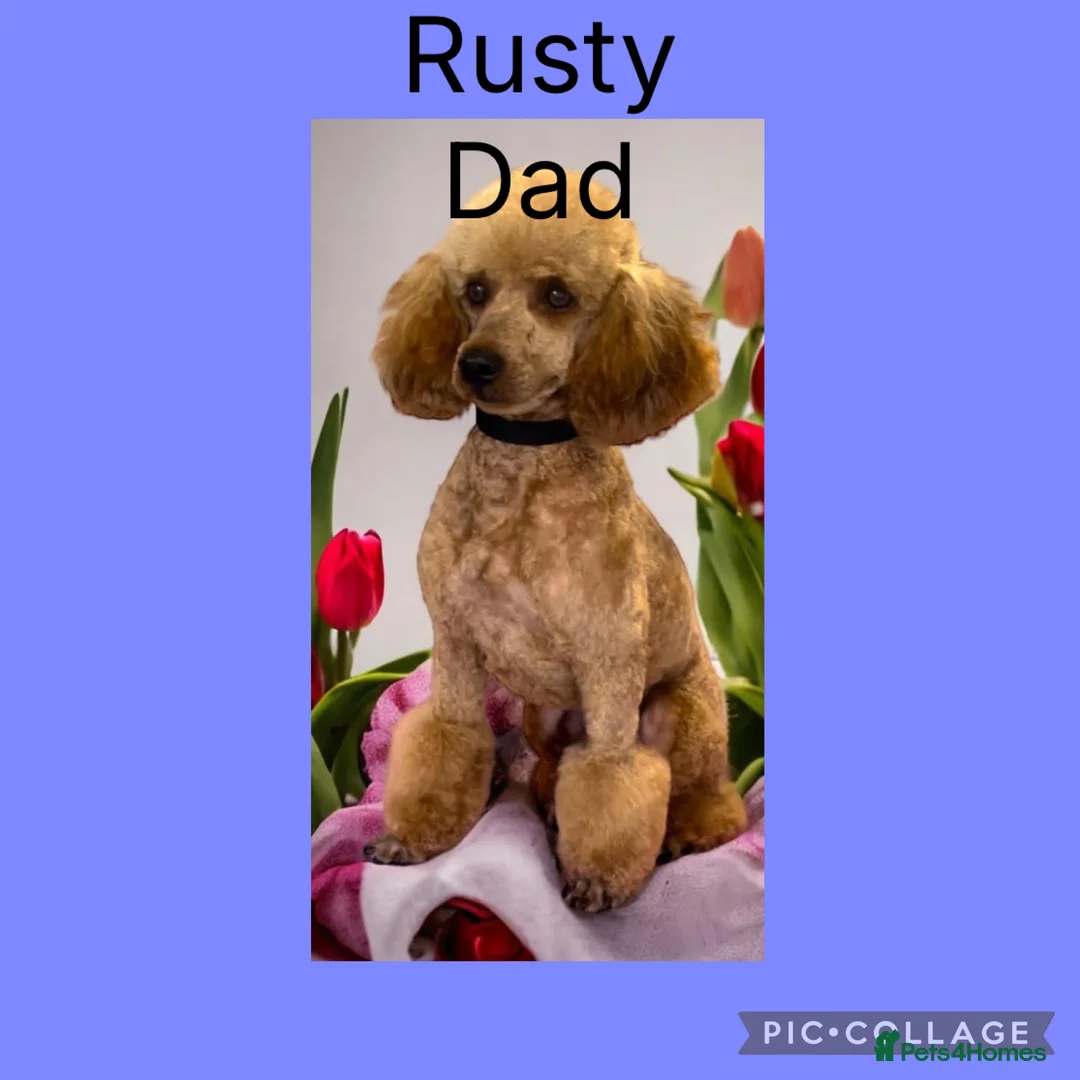 Cavapoo dogs for sale: F1 Cavapoo babies  - Advert 2