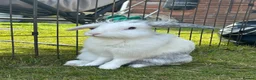 Lionhead rabbits for sale: Lionhead female in Newcastle upon Tyne - Advert 3