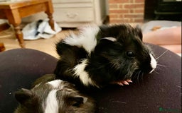Guinea Pig rodents for sale: Baby boy guineas - Image 1