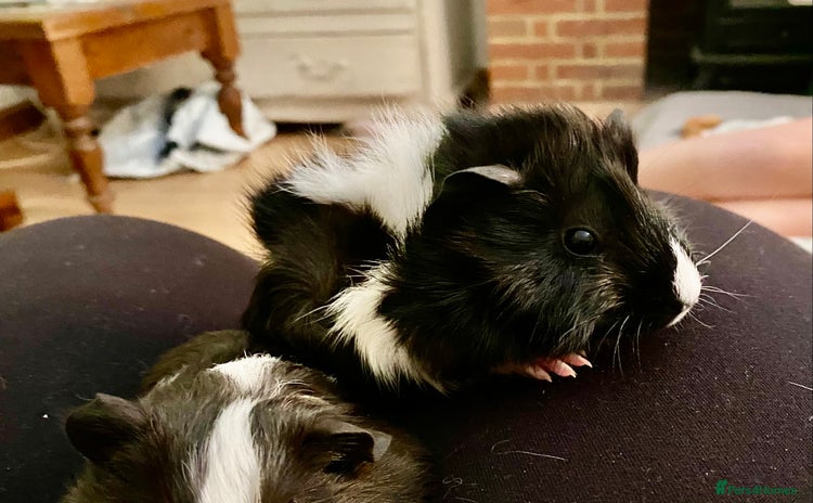 Guinea Pig rodents - Advert 1