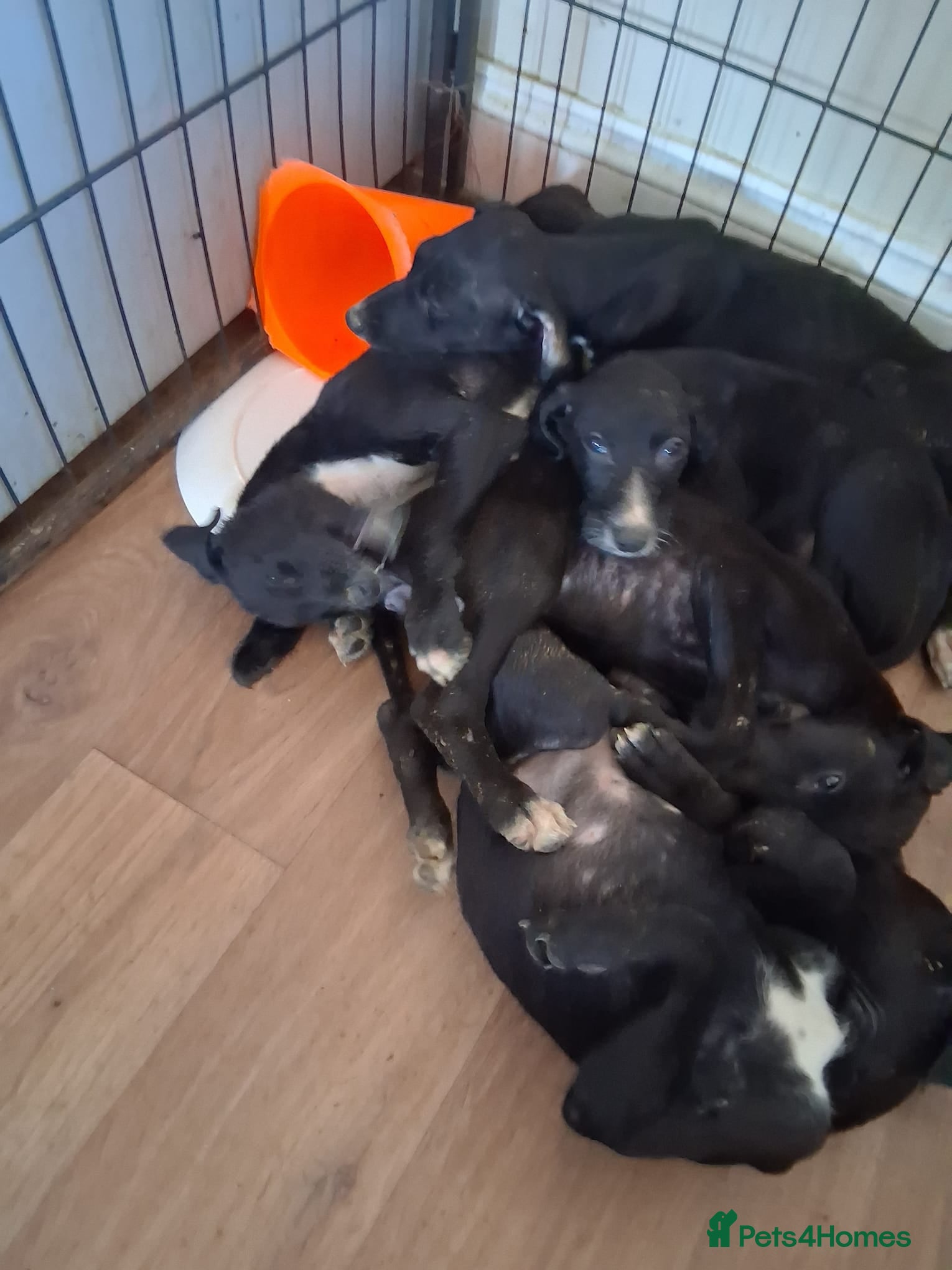 Mixed Breed dogs Saluki puppies - Advert 3