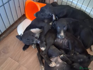 Mixed Breed dogs Saluki puppies - Advert 2