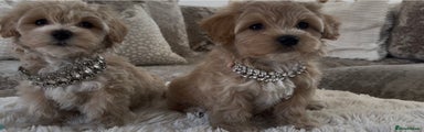 Maltipoo Puppy 5